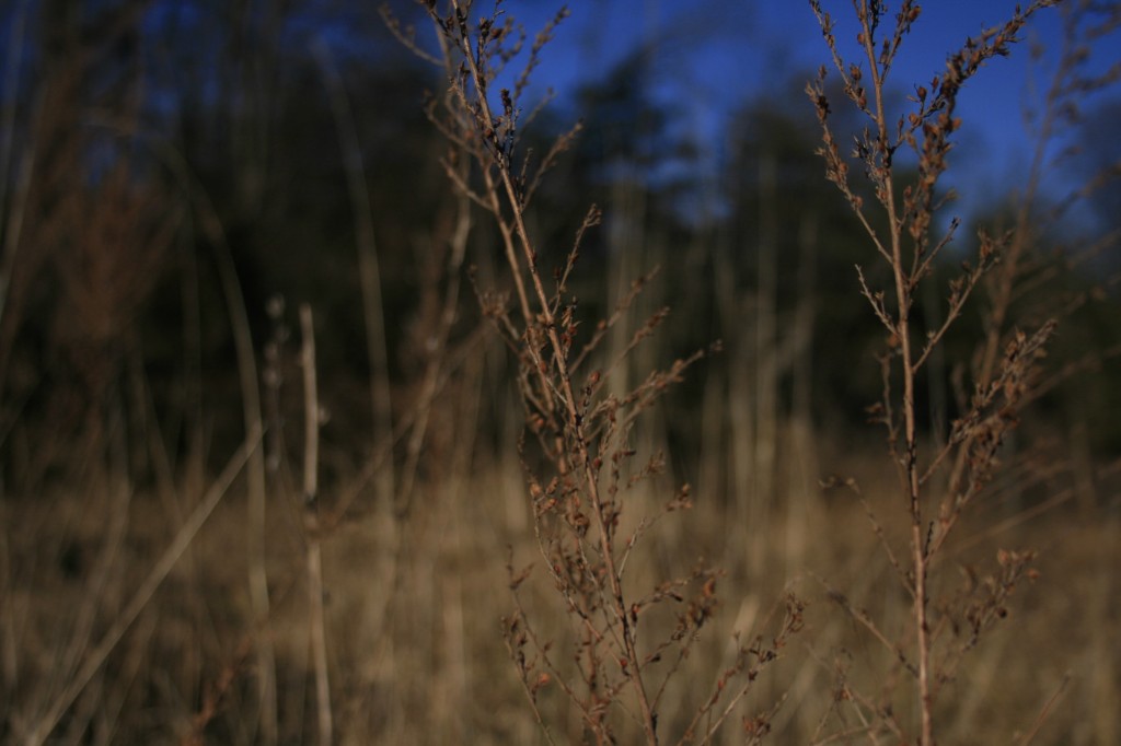 Tall Grass